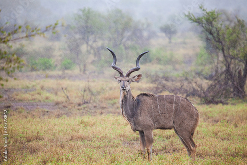 Greater Kudu standing in a thundershower in the Kruger Park  South Africa 