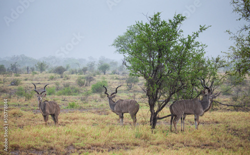 Greater Kudu standing in a thundershower in the Kruger Park  South Africa 