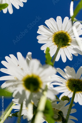 Bottom view of chamomile flowers in the sky. Abstraction in the spotlight.