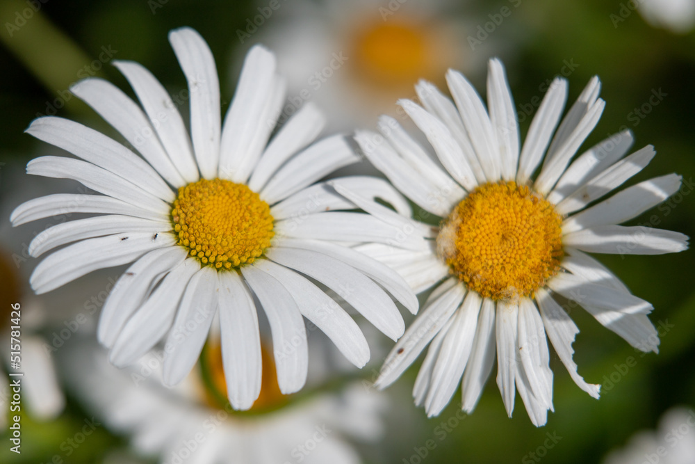 White chamomile flower on defocused nature background. White chamomile flower on defocused nature background.