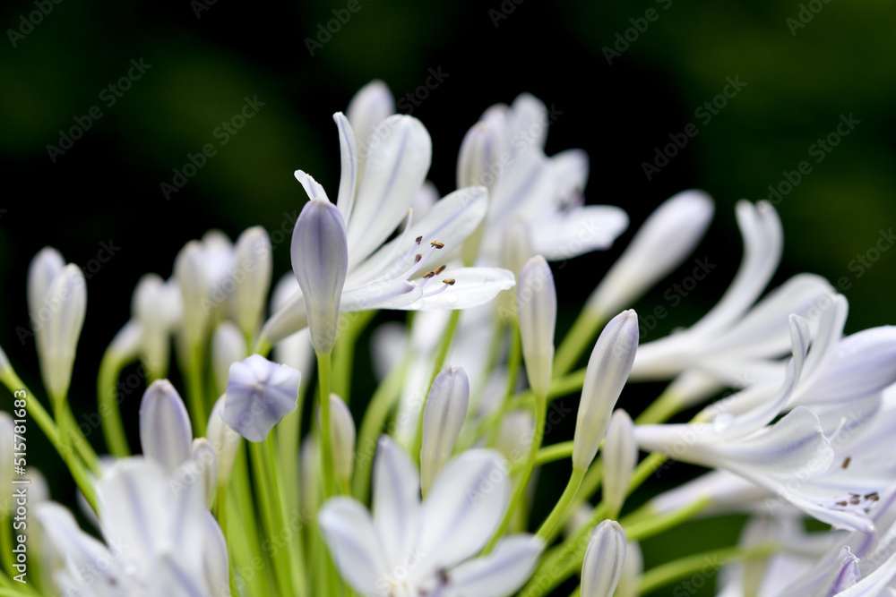 Fototapeta premium 青色の花