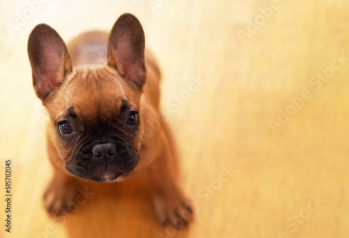  French bulldog puppy portrait, looking at camera. Copy space. © Irene