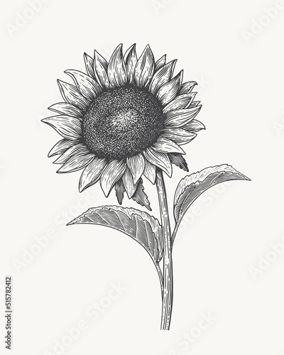 Hand-drawn sunflower inflorescence in engraving style. Vintage botanical image of a garden plant for a floral background. Vector illustration for shop design, packaging, postcards, books.