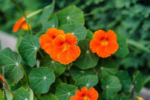 die hell orange blühende Kapuzinerkresse nasturtium tropaeolum majus photo