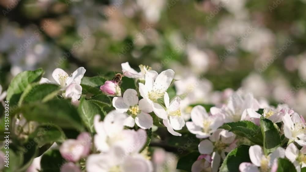 bee harvesting pollen on a branch with flowers in spring bloom bee harvesting pollen on a branch with flowers in spring bloom