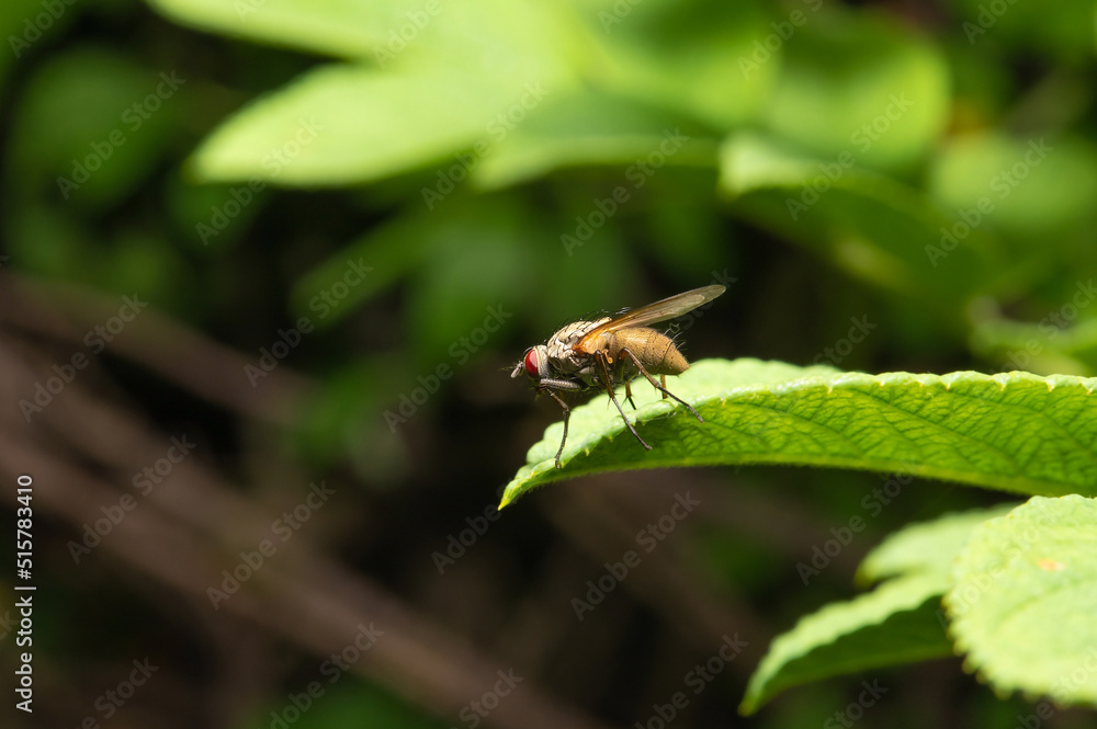 A fly with red compound eyes and transparent wings A fly with red compound eyes and transparent wings