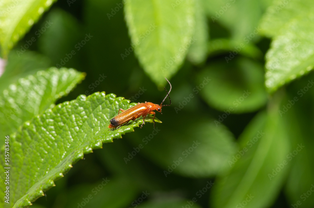 A red beetle with long black whiskers A red beetle with long black whiskers