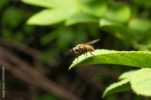 A fly with red compound eyes and transparent wings