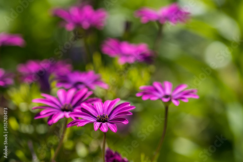 Osteospermum fruticosum   natural floral background