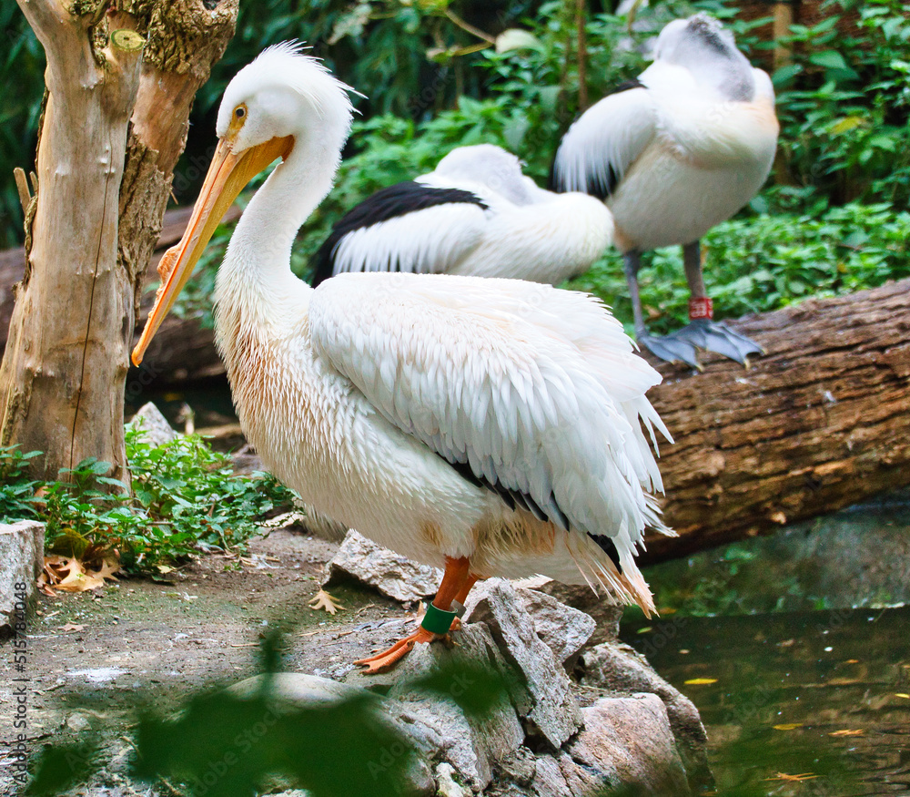 Pelican in portrait. White plumage, large beak, in a large marine bird. Animal Pelican in portrait. White plumage, large beak, in a large marine bird. Animal