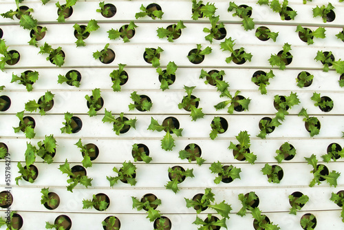 Regular pattern of hydroponically grown seedlings of organic lettuce. Tiny lettuce plants growing out of holes in plastic tubes. 