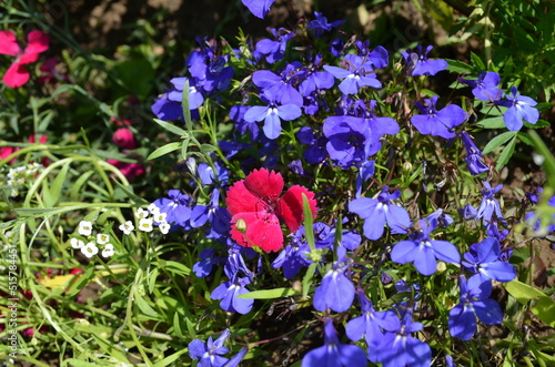 flowers in the park