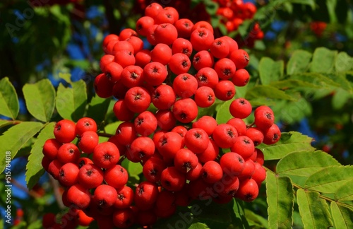 red flower in garden