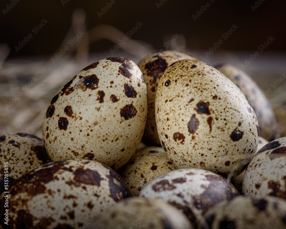 Obraz premium Spotted quail eggs close up