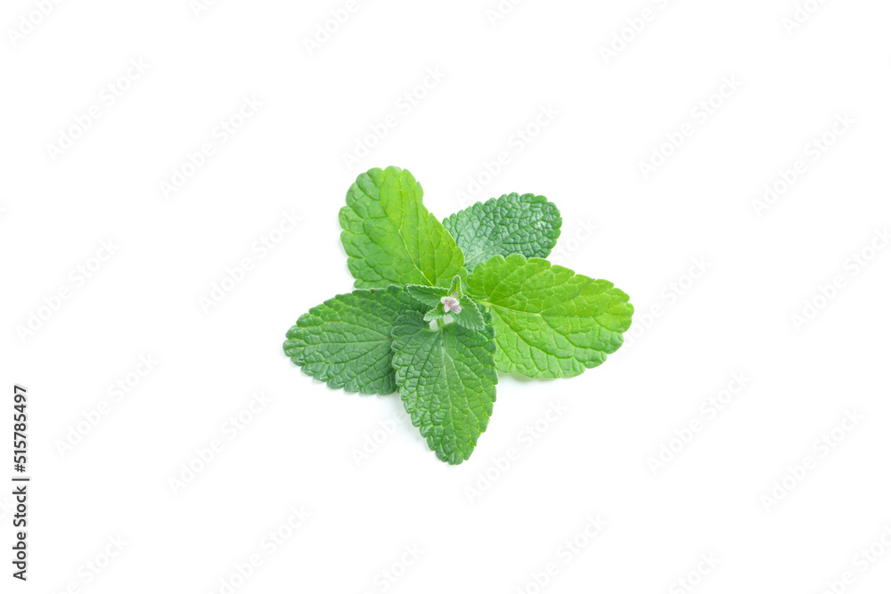 Concept of aromatherapy, mint isolated on white background Concept of aromatherapy, mint isolated on white background