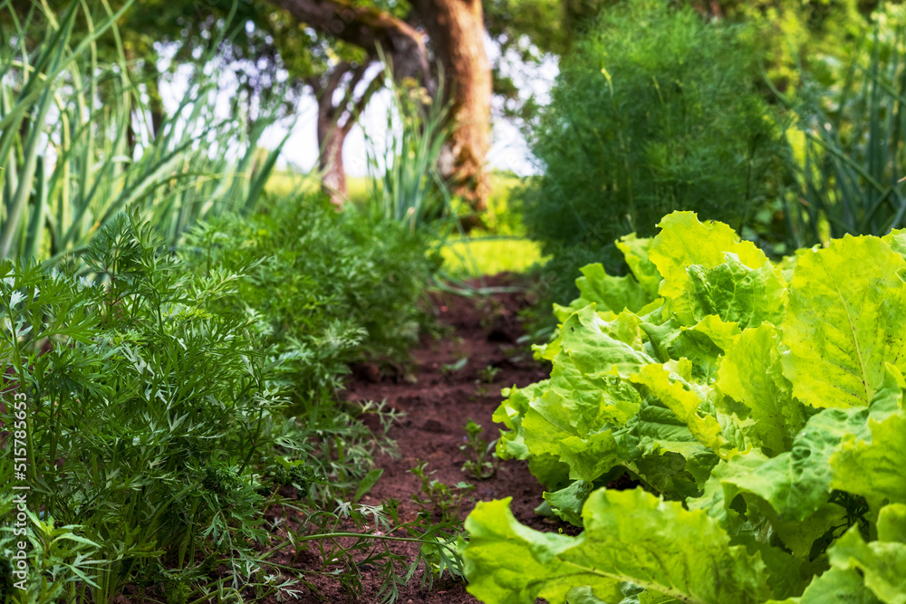 lettuce in the garden,
organic vegetarian products in the garden, green salad leaves lettuce in the garden,
organic vegetarian products in the garden, green salad leaves