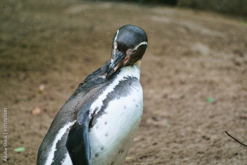 Naklejka premium Penguin in portrait. the small water bird with black and white plumage. Animal