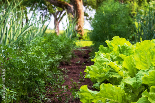 lettuce in the garden, organic vegetarian products in the garden, green salad leaves