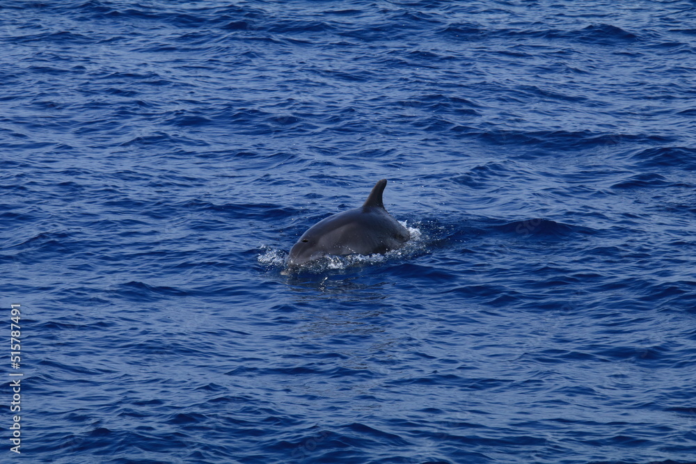 Naklejka premium Animals in Croatia dolphins in the Adriatic Sea