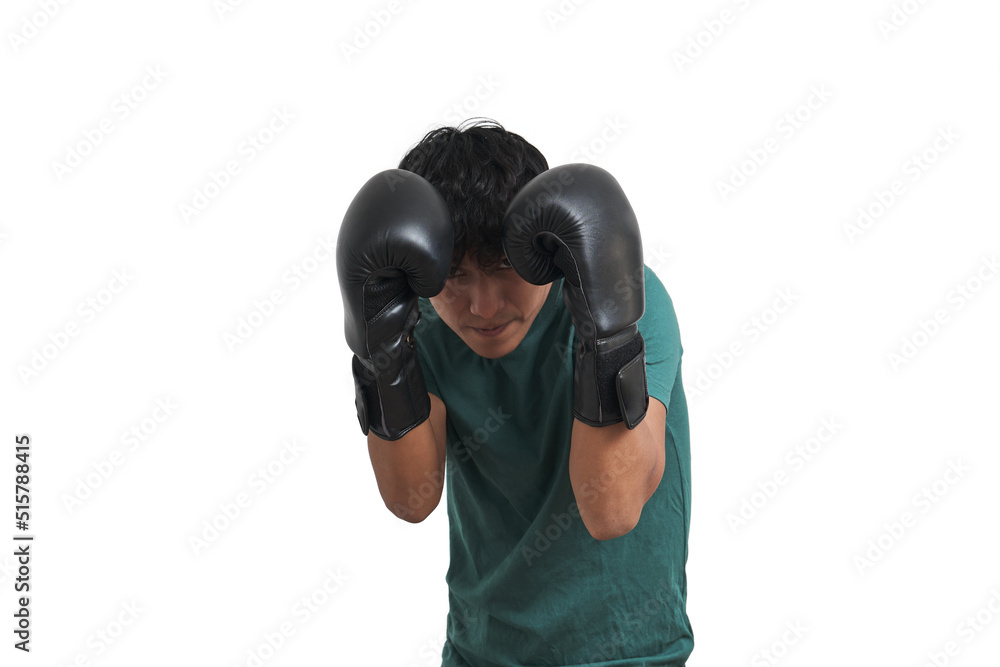 Young peruvian boxer turtle guarding. Isolated over white background. Young peruvian boxer turtle guarding. Isolated over white background.