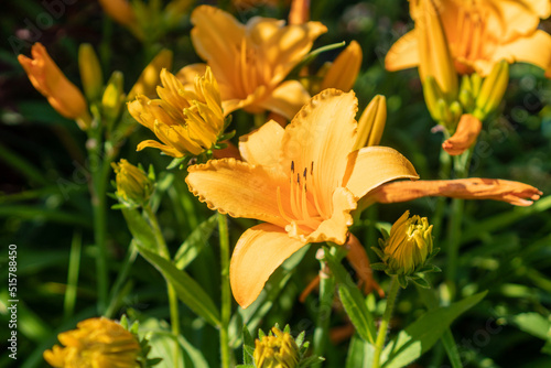 Orange blooming daylilies in the garden