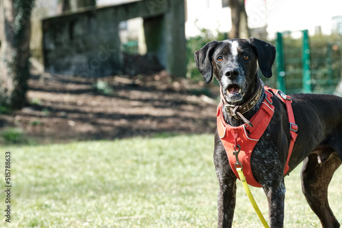 Photos Hund fixiert