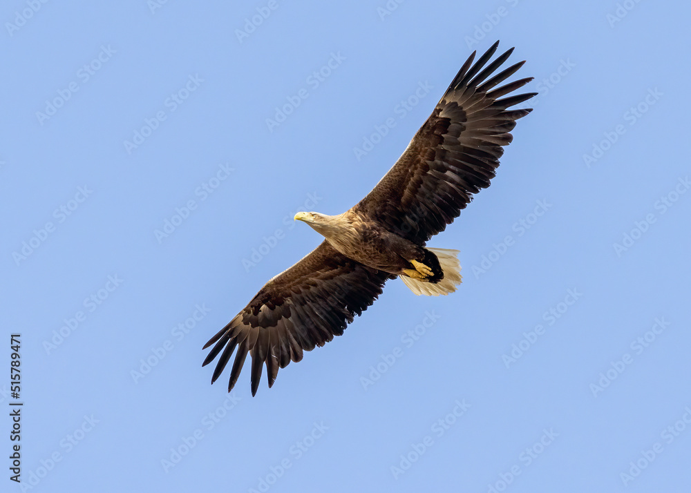 White-tailed Eagle (haliaeetus albicilla) flying in the blue sky in the delta of Volga River