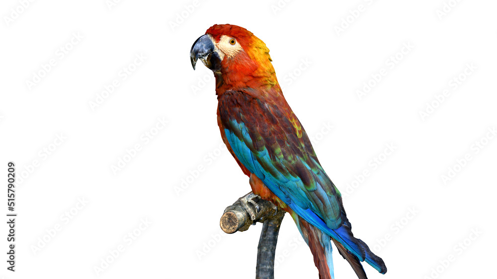 colorful parrot on a white background, an exotic bird
