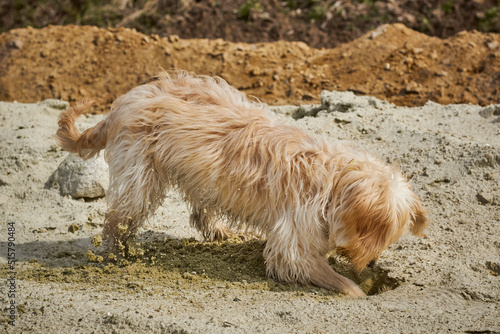 Dog plays in sand. Dog dig a hole in sand. Funny dog is playing. 