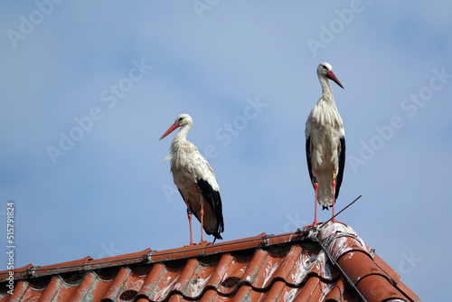Stoerche auf einem Dach photo