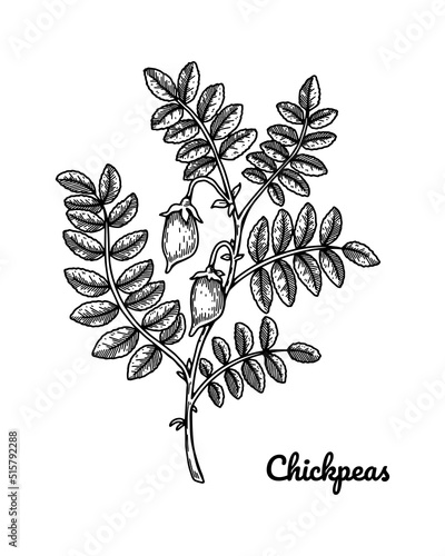 Hand drawn chickpeas branch with leaves and pod. Botany vector illustration in sketch style