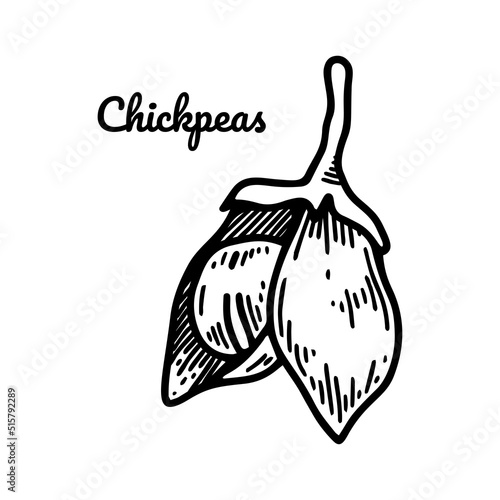 Hand drawn opened chickpeas pod with bean. Botany vector illustration in sketch style