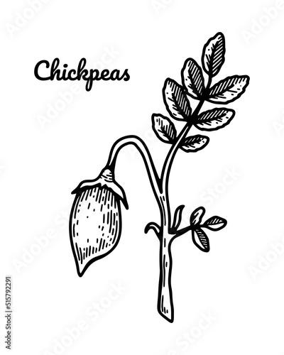 Hand drawn chickpeas branch with leaves and pod. Botany vector illustration in sketch style