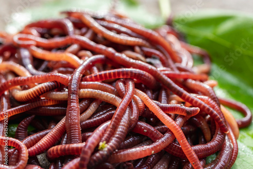 Breeding red worms Dendrobena. Fertile soil. Natural soil improvement. Fishing worms. © Anoo