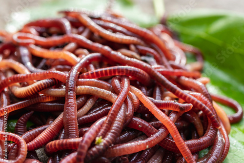 Breeding red worms Dendrobena. Fertile soil. Natural soil improvement. Fishing worms. photo