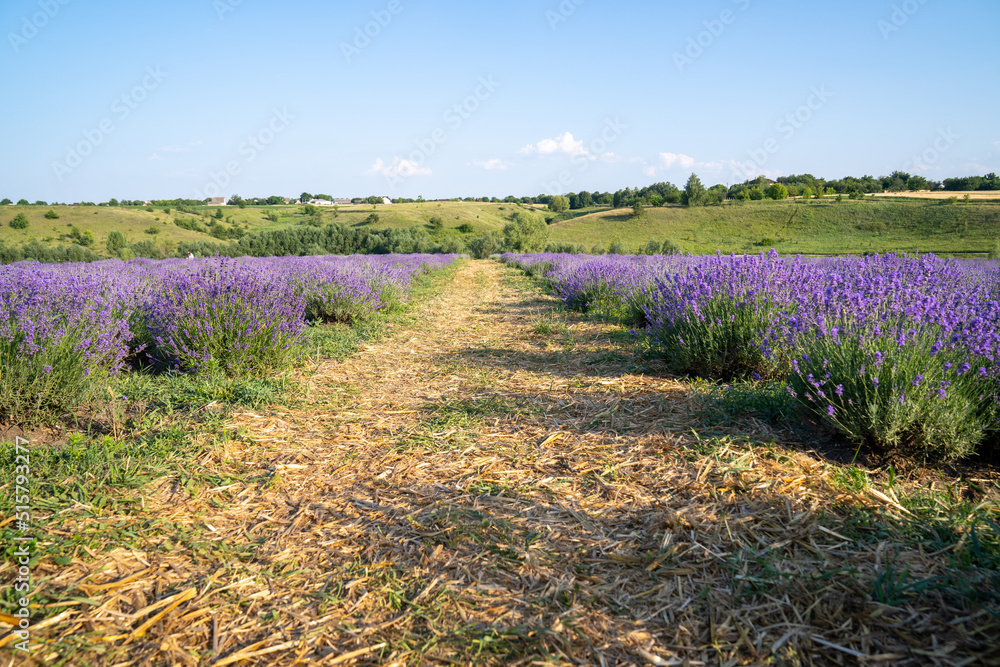 Fototapeta premium beautiful blooming lavender fields, bushes with green meadow and blue sky. beautiful landscape.