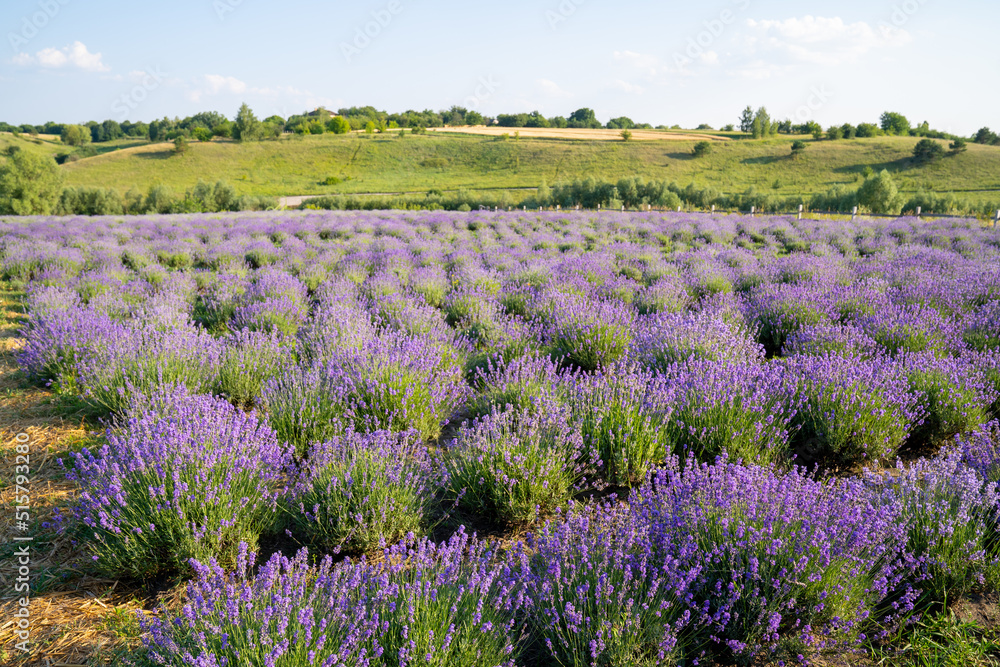 beautiful blooming lavender fields, bushes with green meadow and blue sky. beautiful landscape. beautiful blooming lavender fields, bushes with green meadow and blue sky. beautiful landscape.