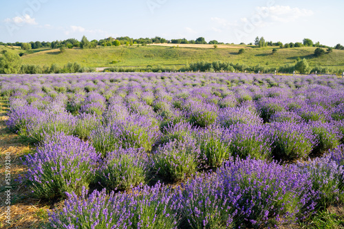 beautiful blooming lavender fields, bushes with green meadow and blue sky. beautiful landscape.