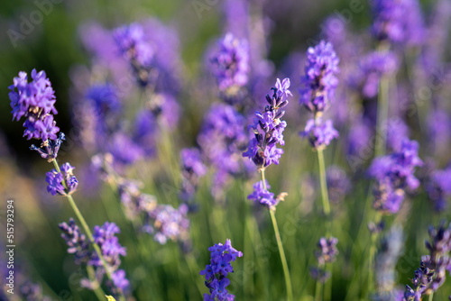 beautiful lavender flowers in the garden, close up shot, lavender spikelet © Anna Ivanovska