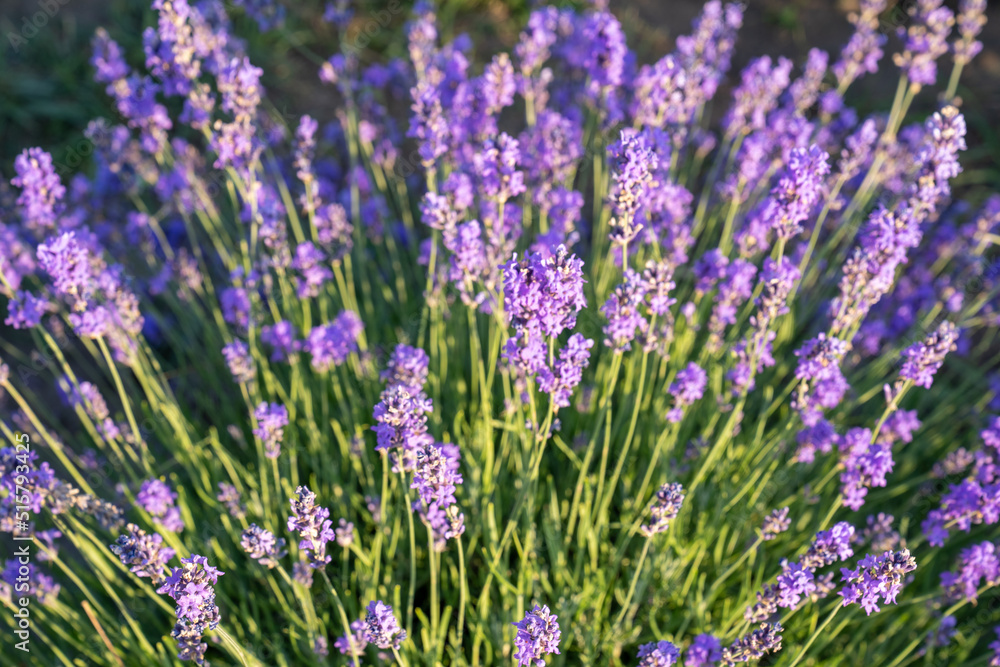 Fototapeta premium beautiful lavender flowers in the garden, close up shot, lavender spikelet