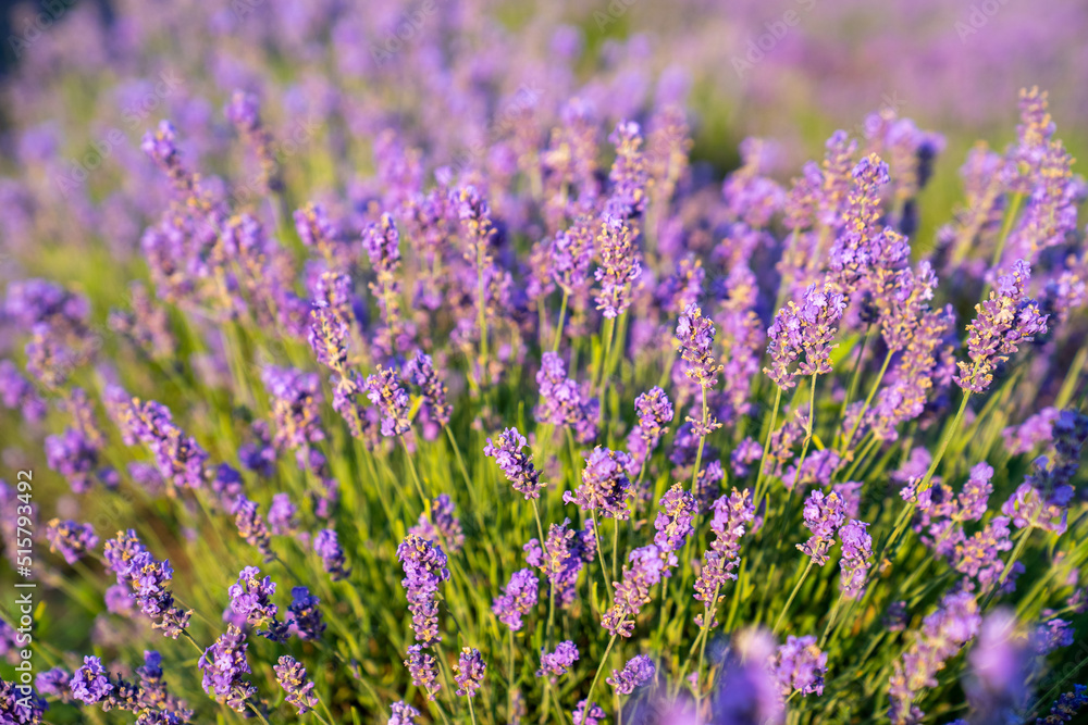 beautiful lavender flowers in the garden, close up shot, lavender spikelet