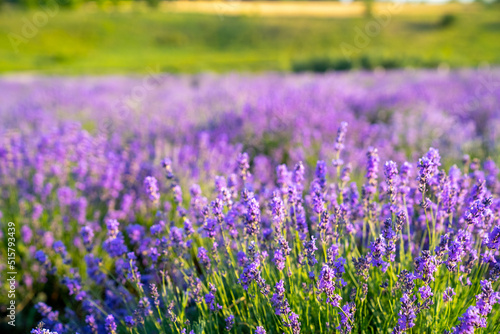 beautiful lavender flowers in the garden  close up shot  lavender spikelet