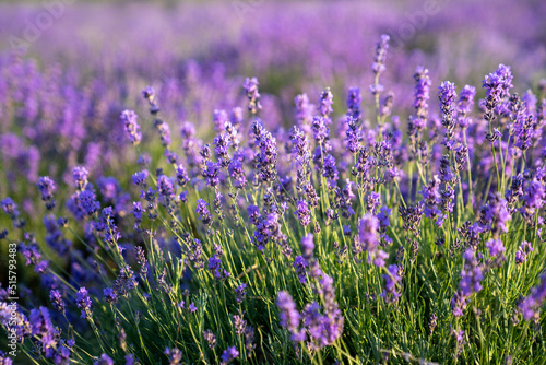 beautiful lavender flowers in the garden  close up shot  lavender spikelet