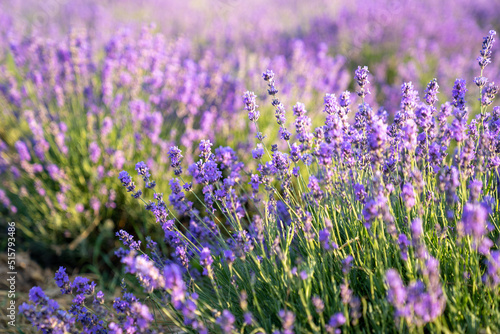 beautiful lavender flowers in the garden  close up shot  lavender spikelet