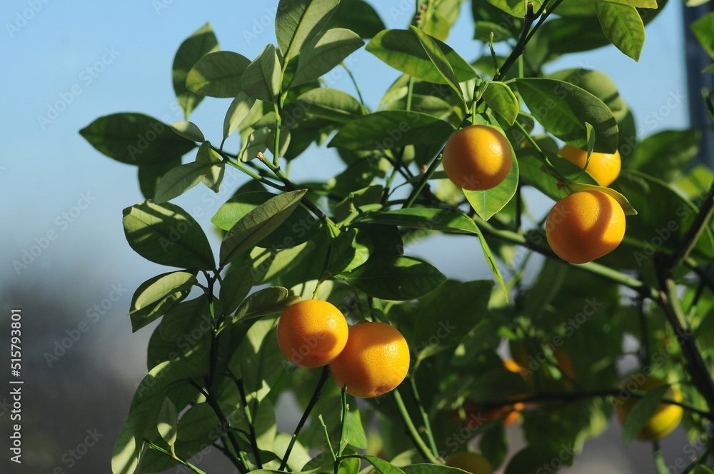 ripe mandarin fruits on branches
