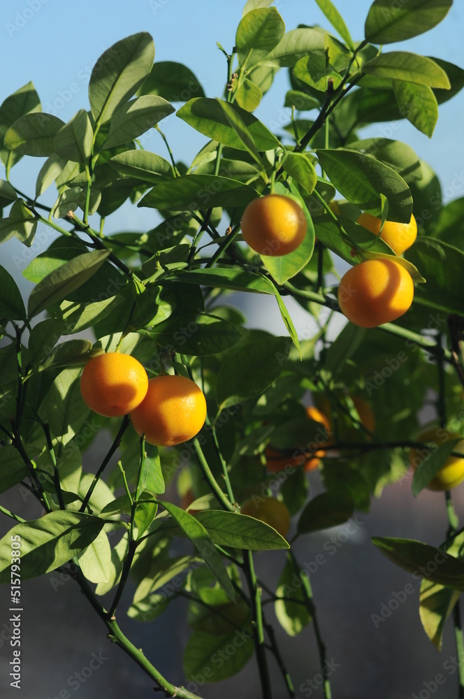 ripe mandarin fruits on branches vertical photo
