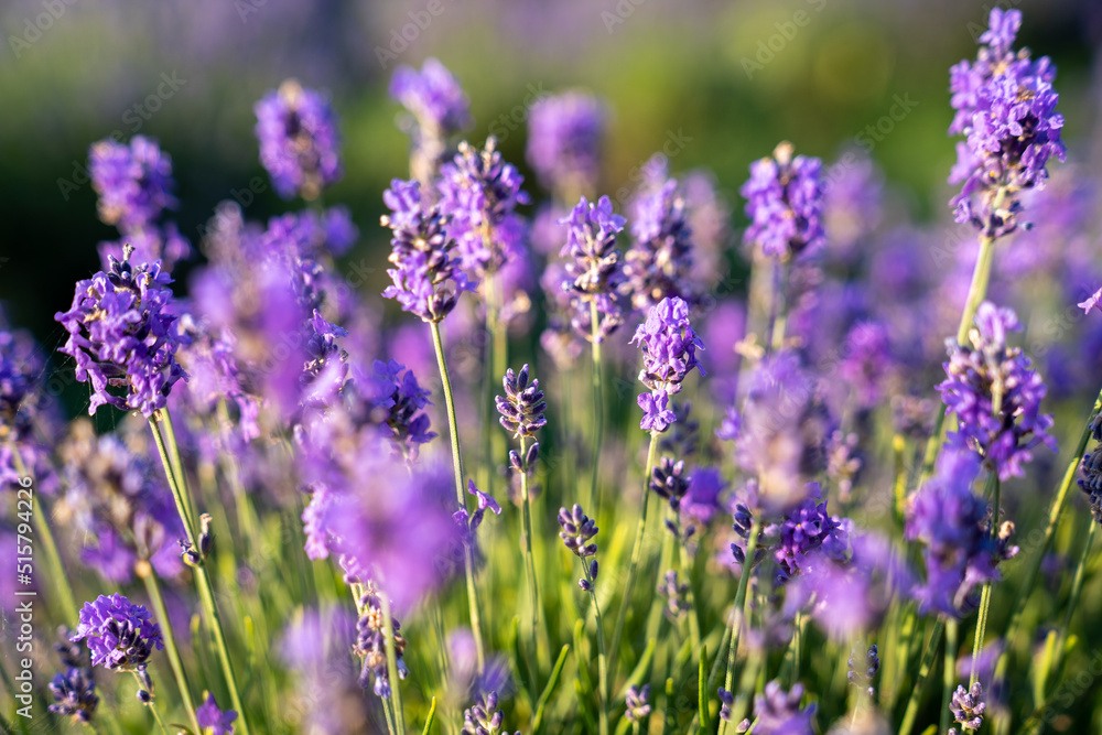 beautiful lavender flowers in the garden, close up shot, lavender spikelet beautiful lavender flowers in the garden, close up shot, lavender spikelet