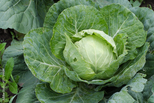 Growing on a cabbage patch with large green leaves eaten by insects.