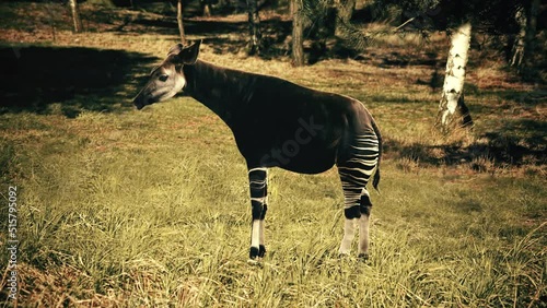 The okapi (Okapia johnstoni), also known as the forest giraffe, Congolese giraffe, or zebra giraffe, is an artiodactyl mammal that is endemic to the northeast Democratic Republic of the Congo in centr photo