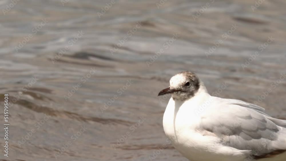 A black-headed gull (Chroicocephalus ridibundus) stands on the shore among algae and foam. Wave after wave comes from the lake to the shore. A black-headed gull (Chroicocephalus ridibundus) stands on the shore among algae and foam. Wave after wave comes from the lake to the shore.